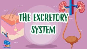 the excretory system|the excretory system