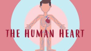 the human heart|e|