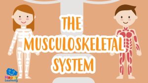 the musculoskeletal system|The Musculoskeletal System