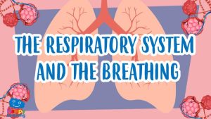 the respiratory system|Respiratory System| videos del aparato respiratorio|