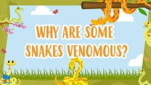 why are some snakes venomous?|Why are some snakes venomous