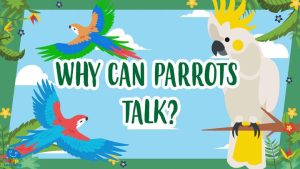 why can parrots talk?|parrots