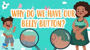 why do we have our belly button
