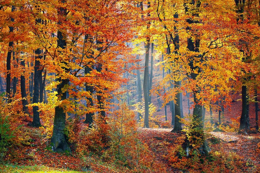 deforestación