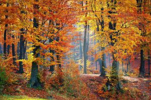 deforestación