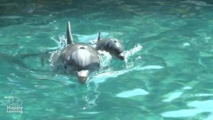curiosidades de los delfines