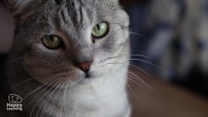 curiosidades de los gatos|interesting facts about cats