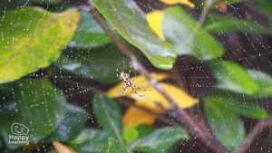 curiosidades de las arañas|interesting facts about spders