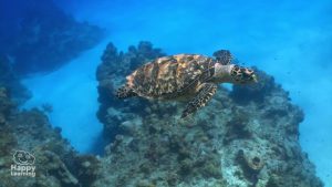 Cuidemos el agua|looking after our water