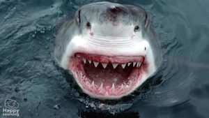 El tiburón|The Shark