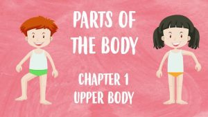 partes del cuerpo en inglés