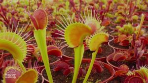 curiosidades de las plantas