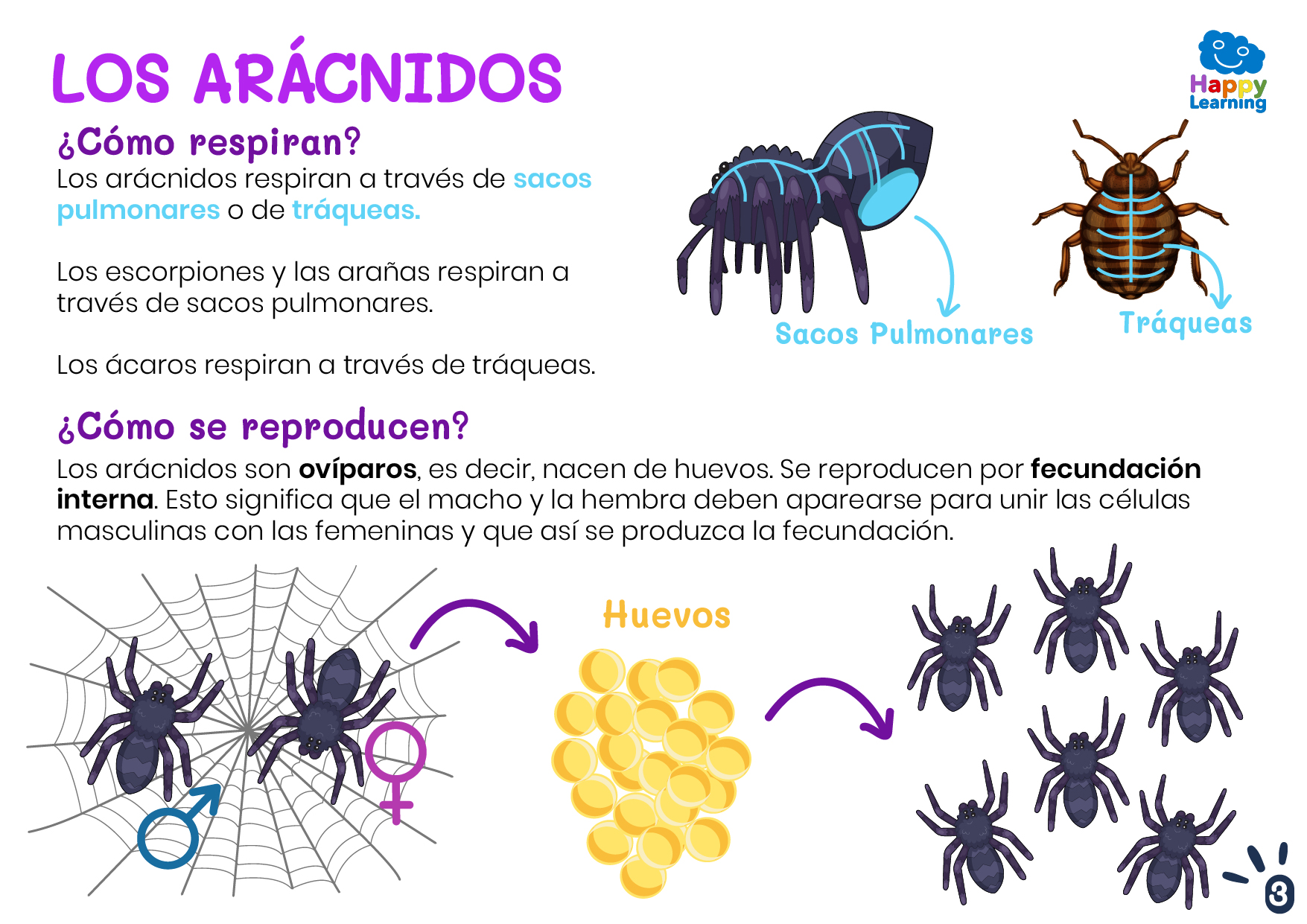 LOS ARÁCNIDOS-3-CN-F-020-LOS ARÁCNIDOS_03