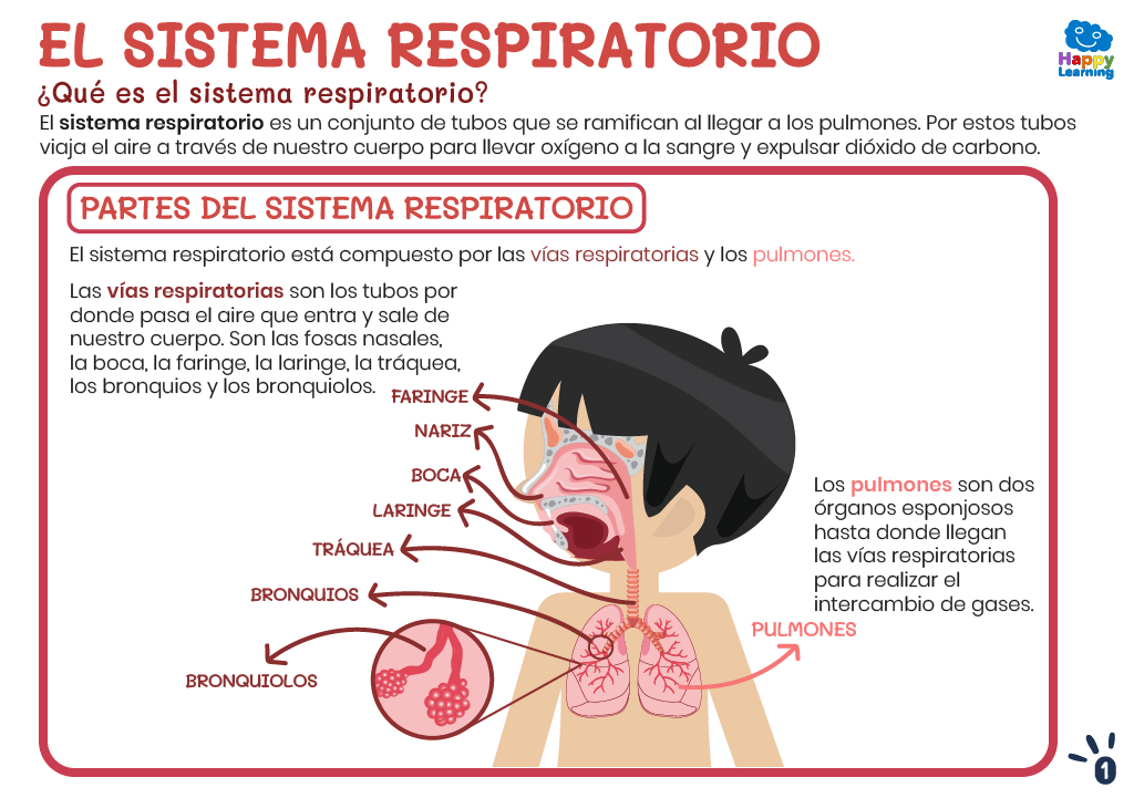 EL SISTEMA RESPIRATORIO-1-CN-F-008-SISTEMA_RESPIRATORIO_01