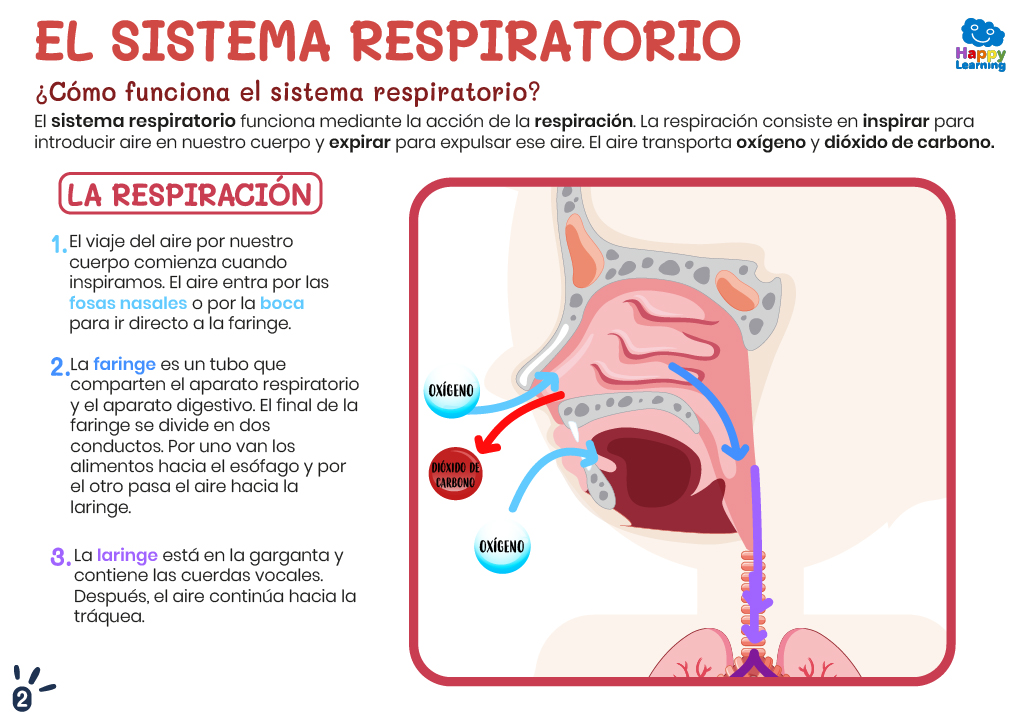 EL SISTEMA RESPIRATORIO-2-CN-F-008-SISTEMA_RESPIRATORIO_02