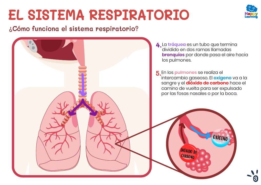 EL SISTEMA RESPIRATORIO-3-CN-F-008-SISTEMA_RESPIRATORIO_03