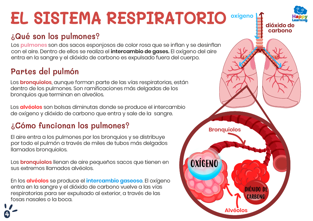 EL SISTEMA RESPIRATORIO-4-CN-F-008-SISTEMA_RESPIRATORIO_04