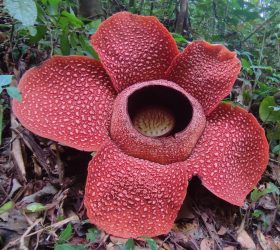 Rafflesia arnoldii