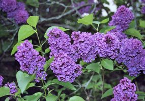 lilas02