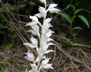 orquidea fantasma