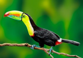 tucan