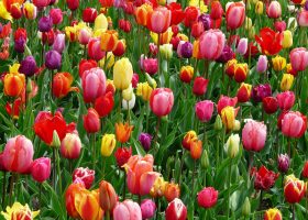 tulipanes